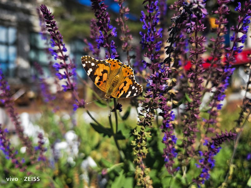 Hasil foto kamera Vivo X90 Pro+