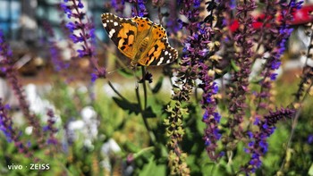 Ini potret detail kupu-kupu.