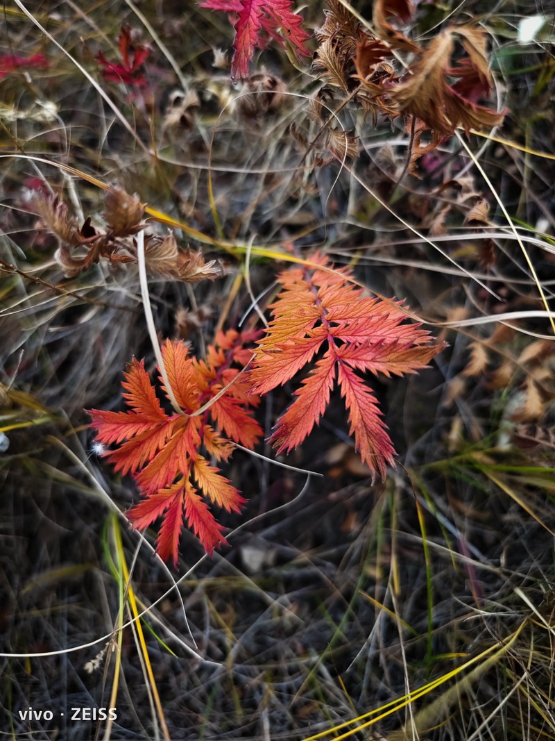 Hasil foto kamera Vivo X90 Pro+