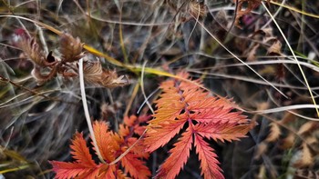 Vivo X90 Pro Plus akan ditenagai chipset baru Snapdragon 8 Gen 2. 