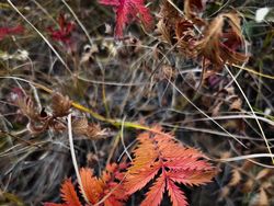 Contoh Hasil Kamera Vivo X90 Pro+ Bikin Terkesima