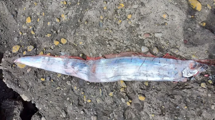 Ikan Oarfish ditemukan di pantai Chile