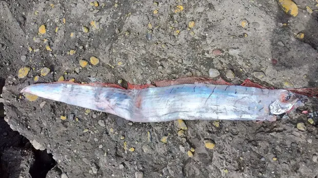 Ikan Oarfish ditemukan di pantai Chile
