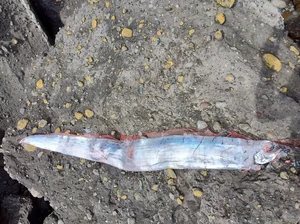 Jika Ikan Ini Sudah Muncul ke Permukaan, Maka Bencana Akan Datang
