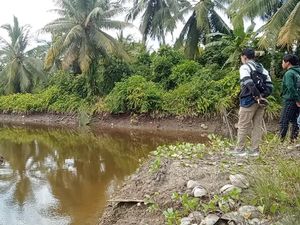 Pria di Mateng Diterkam Buaya saat Panen Kelapa, Korban Dilarikan ke RS