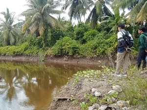 Pria di Mateng Diterkam Buaya saat Panen Kelapa, Korban Dilarikan ke RS