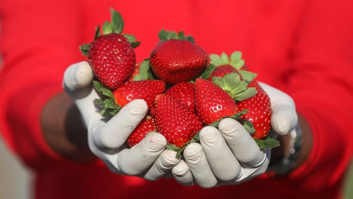 Petani mengumpulkan strawberry hasil panen di ladang Beit Lahia. Buah strawberry itu nantinya akan diekspor ke Israel.