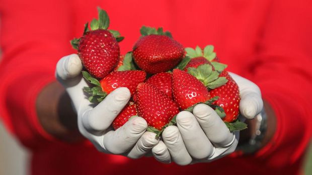 Petani mengumpulkan strawberry hasil panen di ladang Beit Lahia. Buah strawberry itu nantinya akan diekspor ke Israel.
