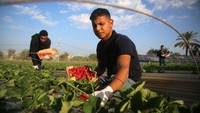 Tak lupa para petani menggunakan sarung tangan saat memetik strawberry.