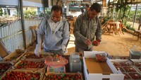 Setelah dipetik dan dikumpulkan, strawberry tersebut akan dikemas dengan box. Kemudian, strawberry akan diekspor dari Beit Lahia ke Tepi Barat dan Israel.