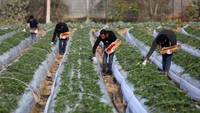 Petani Palestina mengumpulkan strawberry yang dipanen di ladang, Beit Lahia, Gaza utara, Minggu (13/11/2022).