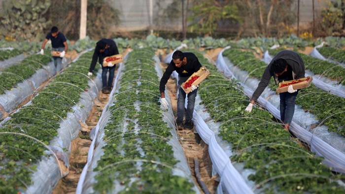 Petani mengumpulkan strawberry hasil panen di ladang Beit Lahia. Buah strawberry itu nantinya akan diekspor ke Israel.