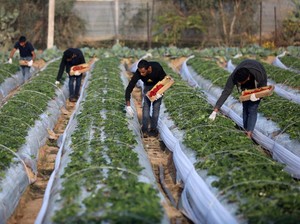 Perjanjian Bagi Hasil Sawah dengan Benih dari Pemilik Tanah Disebut Apa?