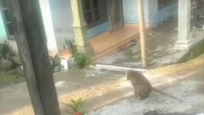 Monyet yang berkeliaran di Dusun Sambo, Desa Podosoko, Kecamatan Sawangan, Kabupaten Magelang.