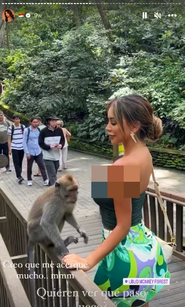 Baru-baru ini sosok Paula Manzanal menjadi atensi karena video unggahannya di TikTok yang memperlihatkan momen dirinya liburan di Bali.  Paula tampak mengenakan atasan strapless hijau saat berada di objek wisata yang ada banyak monyet di daerah Ubud. Dan Wanita 28 tahun itu mendekati salah satu monyet yang agresif.  Kemudian tiba-tiba sang monyet hendak memeloroti kembennya. Foto: Dok. Instagram @Paula Manzanal