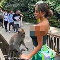 Baru-baru ini sosok Paula Manzanal menjadi atensi karena video unggahannya di TikTok yang memperlihatkan momen dirinya liburan di Bali.  Paula tampak mengenakan atasan strapless hijau saat berada di objek wisata yang ada banyak monyet di daerah Ubud. Dan Wanita 28 tahun itu mendekati salah satu monyet yang agresif.  Kemudian tiba-tiba sang monyet hendak memeloroti kembennya. Foto: Dok. Instagram @Paula Manzanal