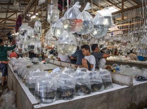 Melihat Pasar Ikan Hias Terbesar Asia Tenggara di Bogor