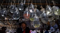 Seorang pria penjual ikan hias, menunggu pelanggan di kiosnya di pasar ikan hias Parung, Jawa Barat, Sabtu (12/11/2022). Pasar ini merupakan pasar ikan hias terbesar di Asia Tenggara.