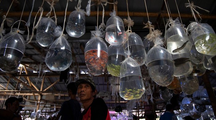 Pasar Parung merupakan pasar ikan hias terbesar di Asia Tenggara.