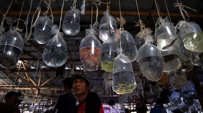 Penampakan Pasa Ikan Hias Terbesar Asia Tenggara yang Ada di Bogor Pasar Parung merupakan pasar ikan hias terbesar di Asia Tenggara.