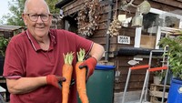 Pria bernama Gerald Stratfor memanfaatkan lahan di rumahnya untuk menanam sayur. Salah satu jenis sayuran yang ditanamnya adalah wortel yang panjangnya seukuran kaki manusia. Foto: Twitter/geraldstratfor3