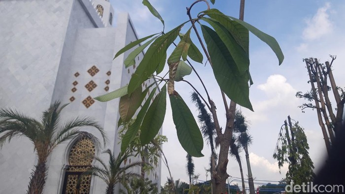 Pohon Sala yang ditanam Jokowi dan Presiden UEA Mohamd bin Zayed di Masjid Sheikh Zayed Solo, Senin (14/11/2022).