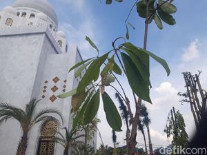 5 Fakta Pohon Sala yang Ditanam Jokowi di Masjid Sheikh Zayed Solo