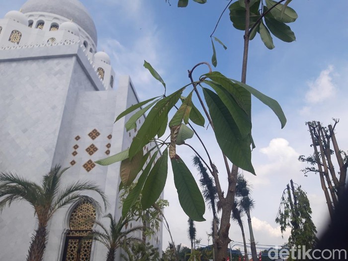 Pohon Sala yang ditanam Jokowi dan Presiden UEA Mohamd bin Zayed di Masjid Sheikh Zayed Solo, Senin (14/11/2022).