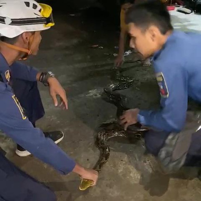 Ular Sanca 2,5 Meter di Bogor