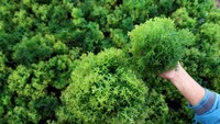 Menurut nelayan setempat harga rumput laut kering mengalami penurunan dari Rp 35 ribu menjadi Rp 25 ribu per kilogram karena melimpahnya hasıl panen.
