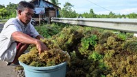 Seorang pekerja menjemur rumput laut di Desa Bambu, Mamuju, Sulawesi Barat, Selasa (15/11/2022).
