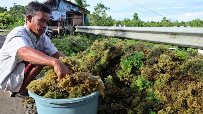 Seorang pekerja menjemur rumput laut di Desa Bambu, Mamuju, Sulawesi Barat, Selasa (15/11/2022). Menurut nelayan setempat harga rumput laut kering mengalami penurunan dari Rp35 ribu menjadi Rp25 ribu per kilogram karena melimpahnya hasıl panen. ANTARA FOTO/Akbar Tado/tom.