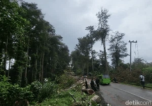 Ini Lokasi Kebun Gutta Percha di Cikidang, Awas Rawan Tumbang!