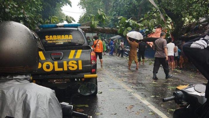 pohon tumbang di jember
