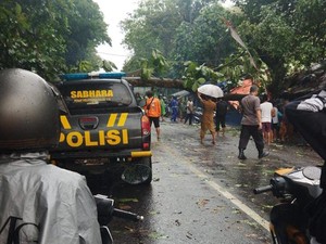 2 Pohon Tumbang Melintang di Rambipuji, Jalur Jember-Lumajang Macet 3 Km