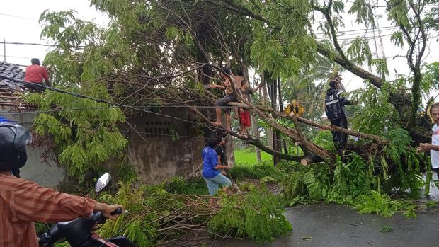 pohon tumbang di jember