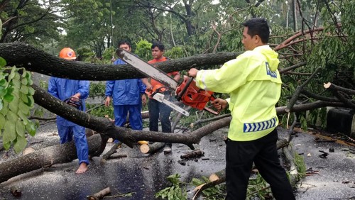 Petugas mengevakuasi pohon tumbang yang menutupi jalan di Lombok Barat Selasa (15/11/2022).
