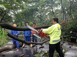Hujan Angin di Lombok Barat, Pohon Tumbang Timpa Sejumlah Kendaraan