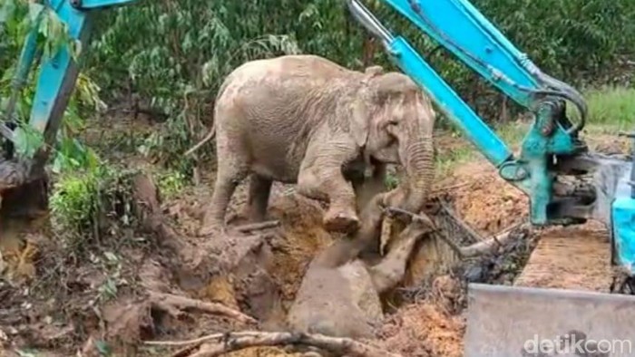 Proses evakuasi anak gajah yang masuk lubang di Siak, Riau.