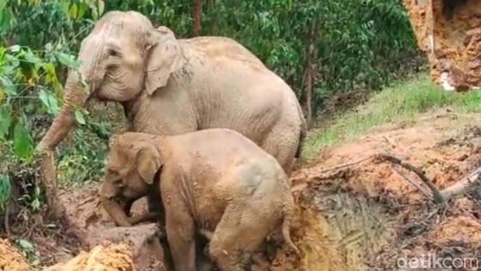 Proses evakuasi anak gajah yang masuk lubang di Siak, Riau.
