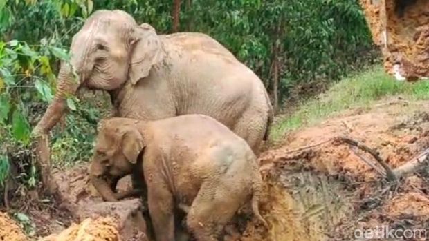 Proses evakuasi anak gajah yang masuk lubang di Siak, Riau.