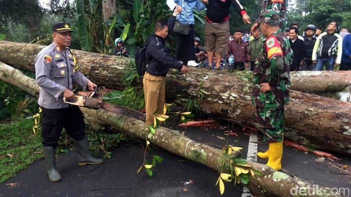 Proses evakuasi pohon tumbang di Cikidang, Sukabumi.