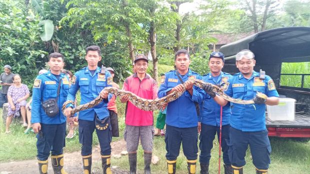 ular sanca di blitar