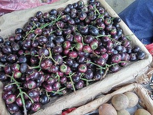 Buah Gowok: Klasifikasi, Ciri-ciri dan Manfaatnya untuk Kesehatan