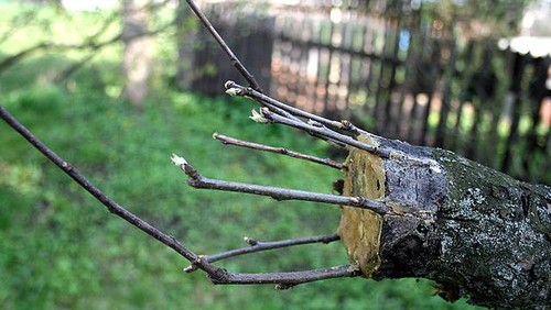 Ilustrasi mencangkok tanaman.