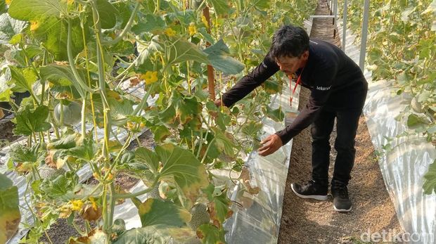 melon fujisawa lamongan