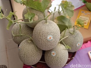 Petani Milenial Lamongan Sukses Budi Daya Melon Fujisawa Secara Organik