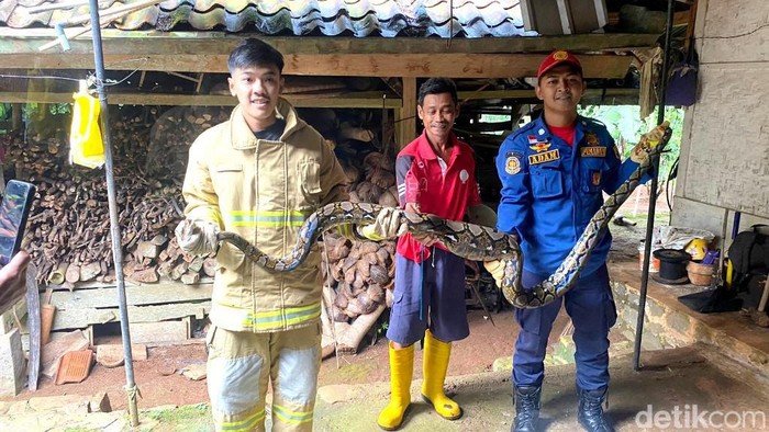 Penemuan ular sanca di kandang ayam milik warga Ciamis.