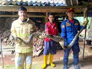 Aksi Petugas Evakuasi Ular Sanca di Kandang Ayam Warga Ciamis