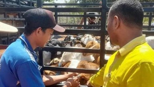 Puluhan ekor kambing dibagikan kepada warga Desa Siru, Kecamatan Lembor, Kabupaten Manggarai Barat. Foto: IST